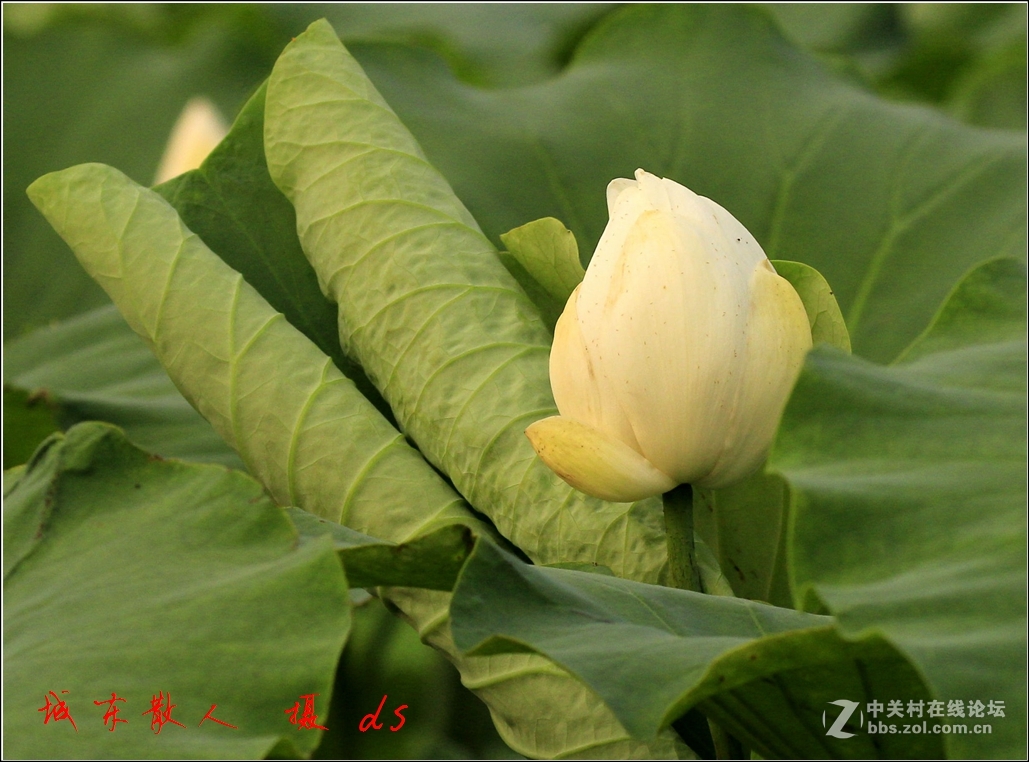 荷塘    夏日   5