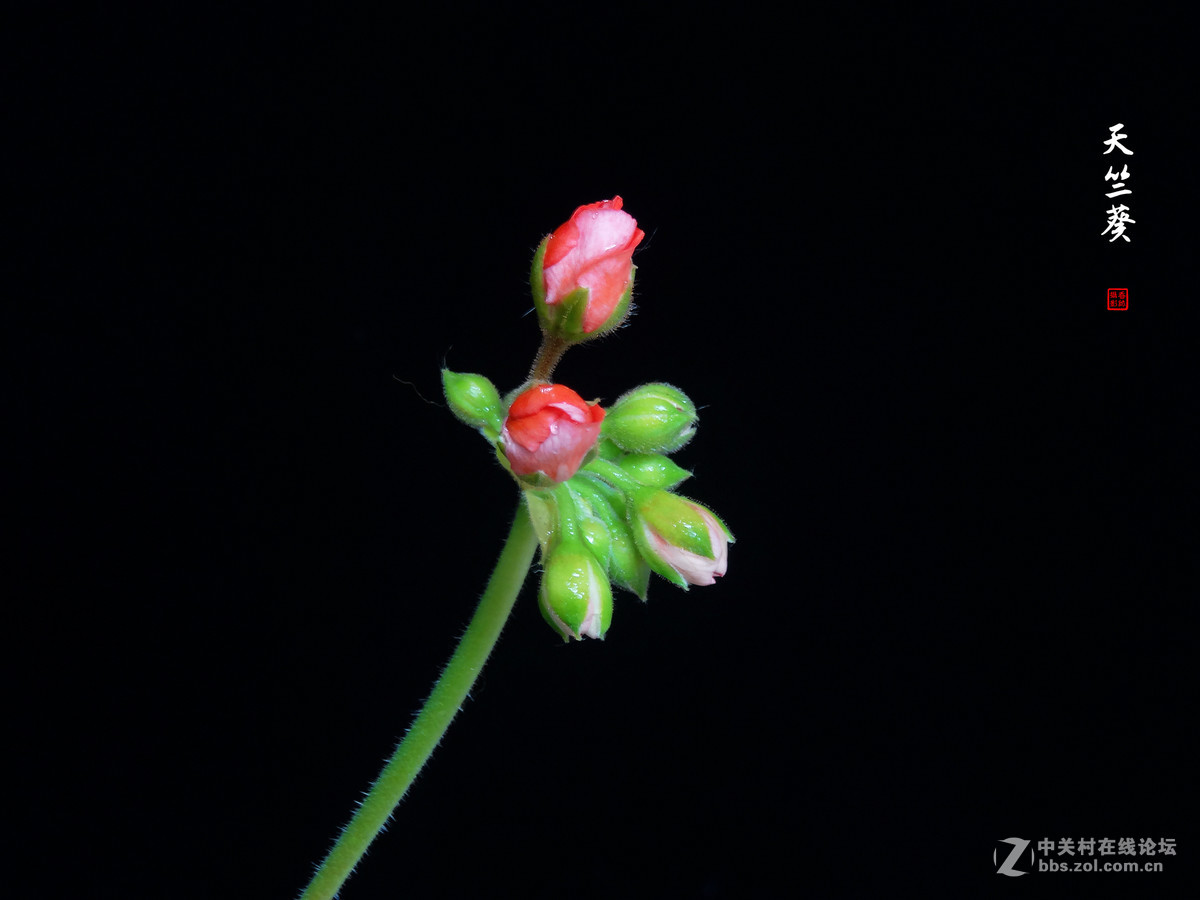 天竺葵——2017.04.16