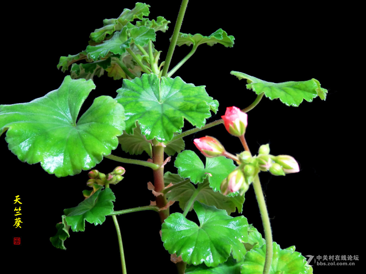 天竺葵——2017.04.16