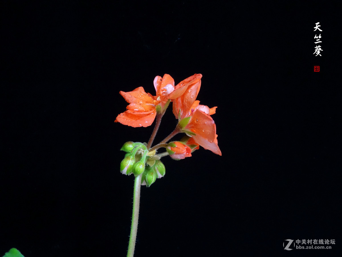 天竺葵——2017.04.16