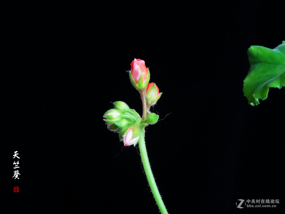 天竺葵——2017.04.16