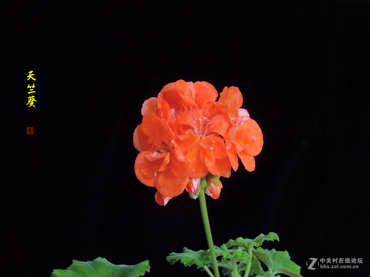 天竺葵——2017.04.16