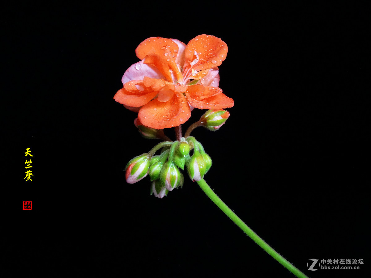 天竺葵——2017.04.16