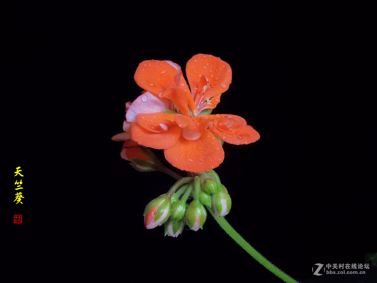 天竺葵——2017.04.16