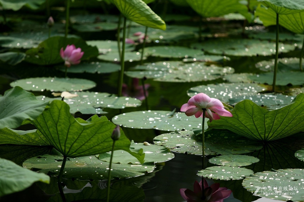 风吹雨打过的荷塘