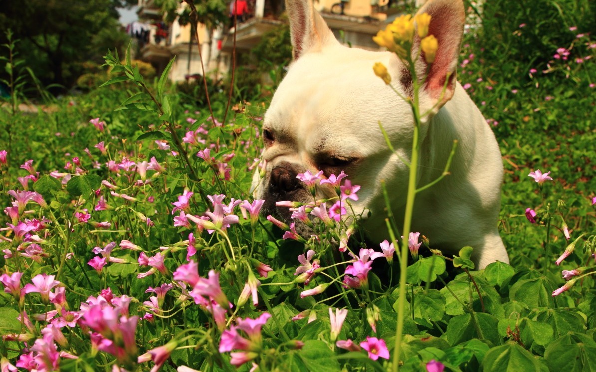 春天狗狗也爱花