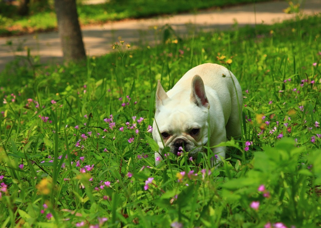 春天狗狗也爱花