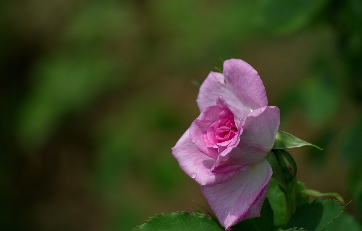 多彩月季花〗-中关村在线摄影论坛