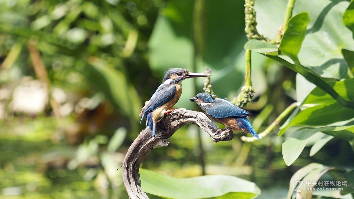 两只小翠寻开心