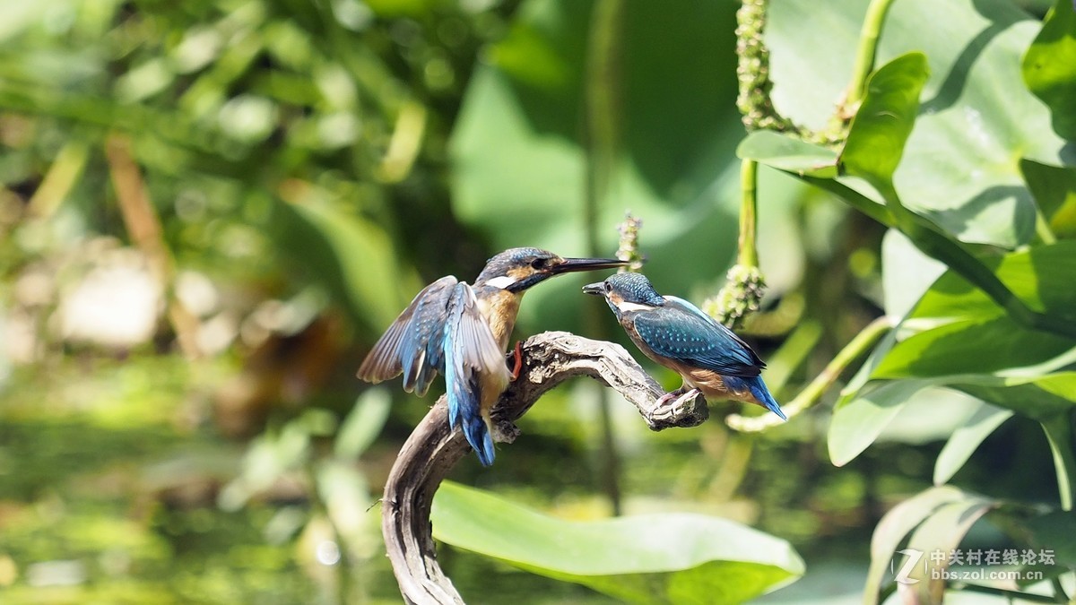 两只小翠寻开心