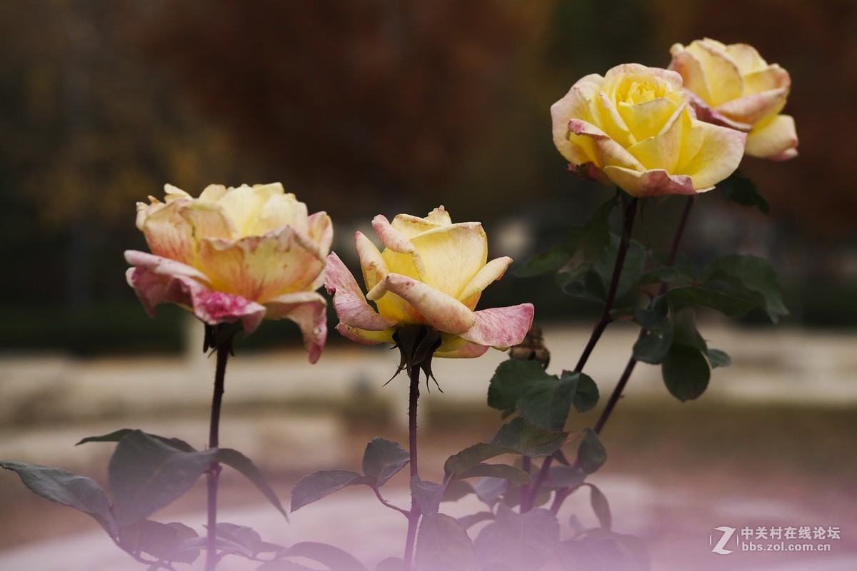 试花520元入手的奥林巴斯40-150mm头。