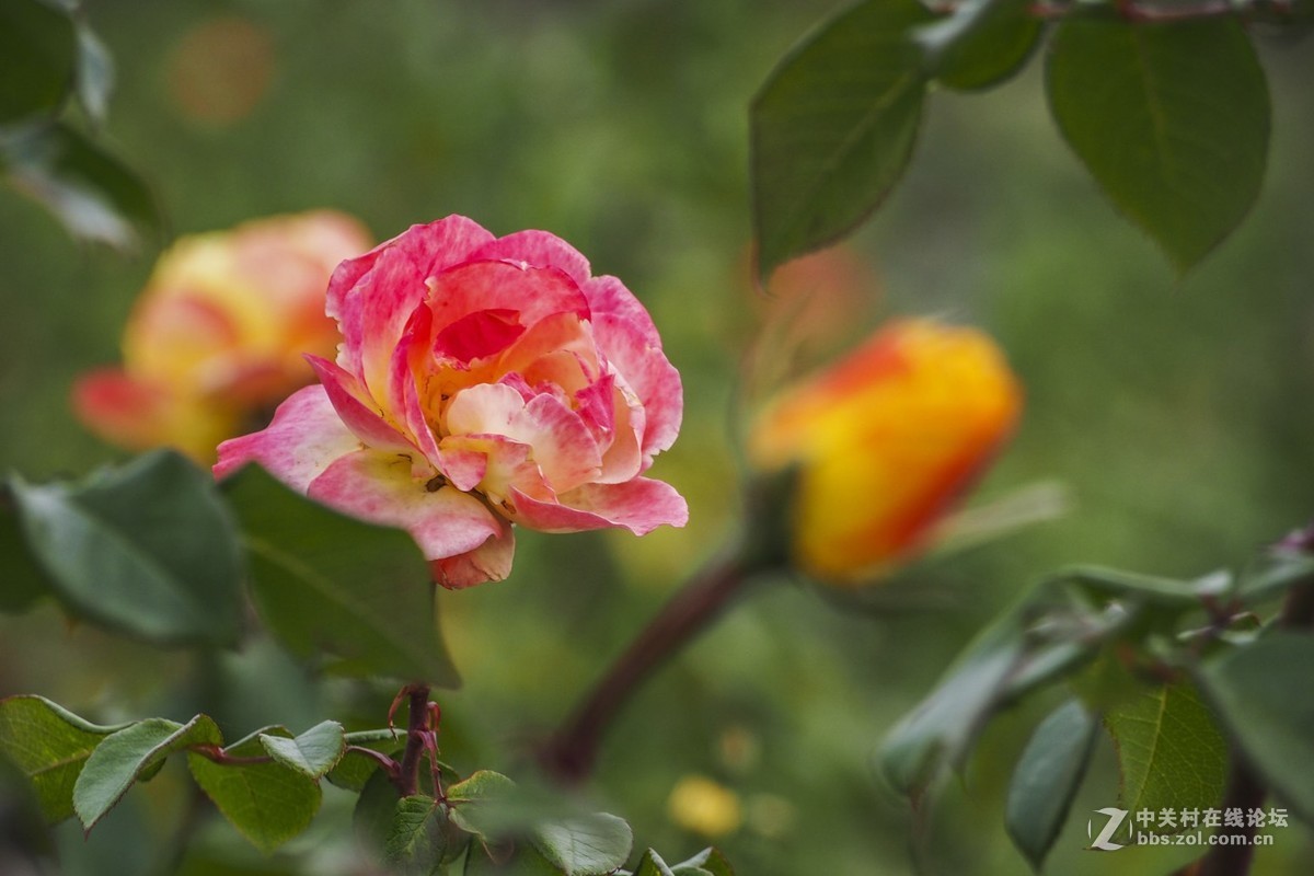 试花520元入手的奥林巴斯40-150mm头。