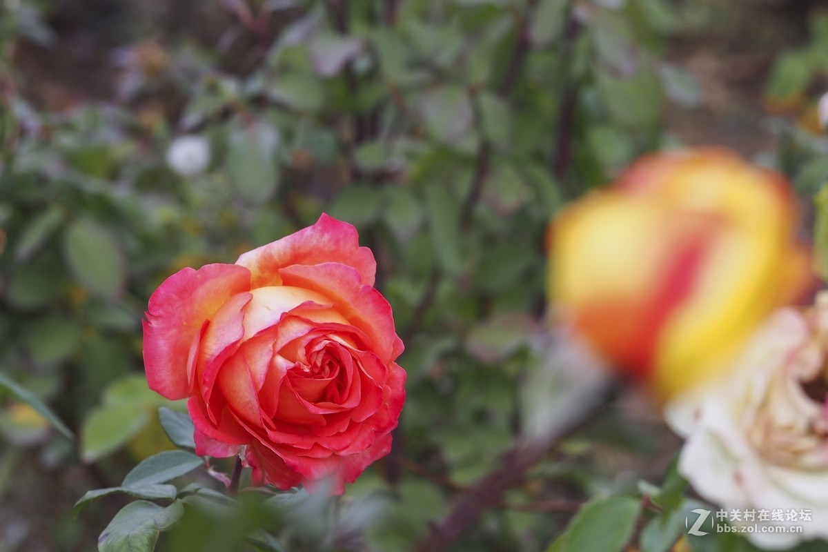 试花520元入手的奥林巴斯40-150mm头。