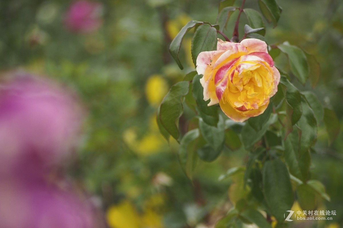 试花520元入手的奥林巴斯40-150mm头。