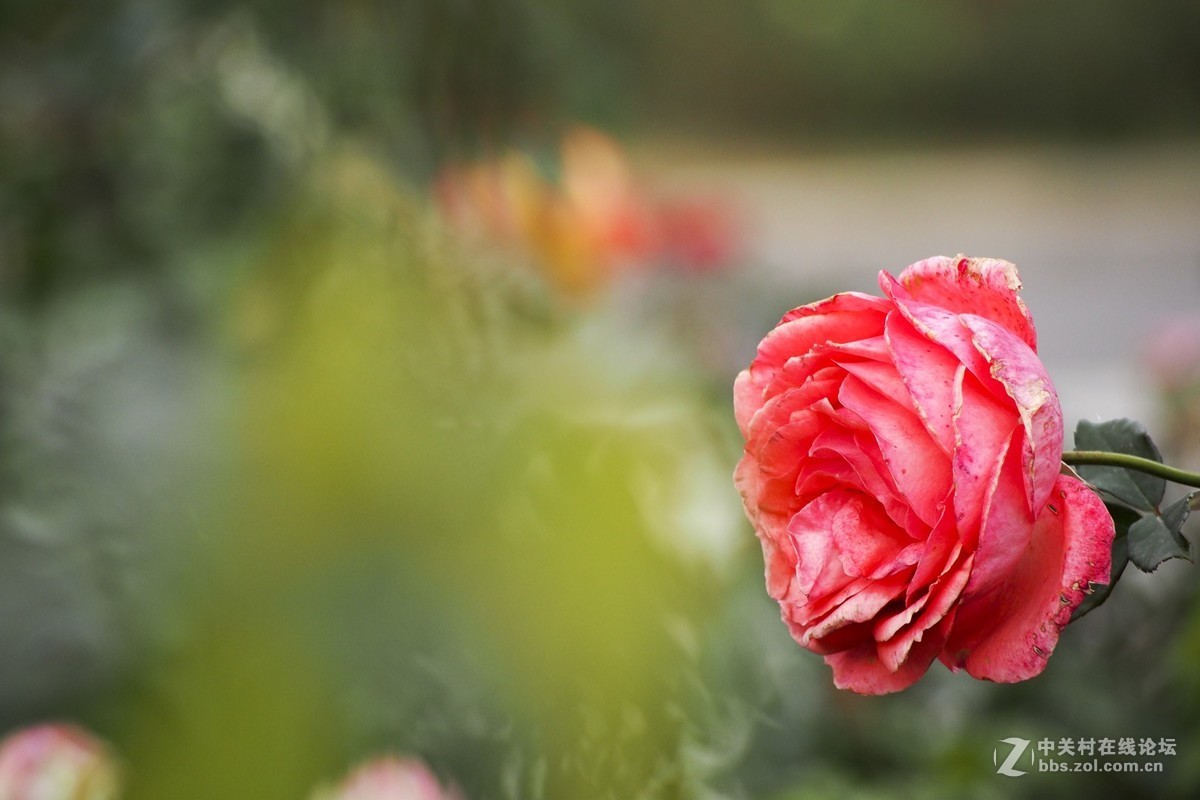 试花520元入手的奥林巴斯40-150mm头。