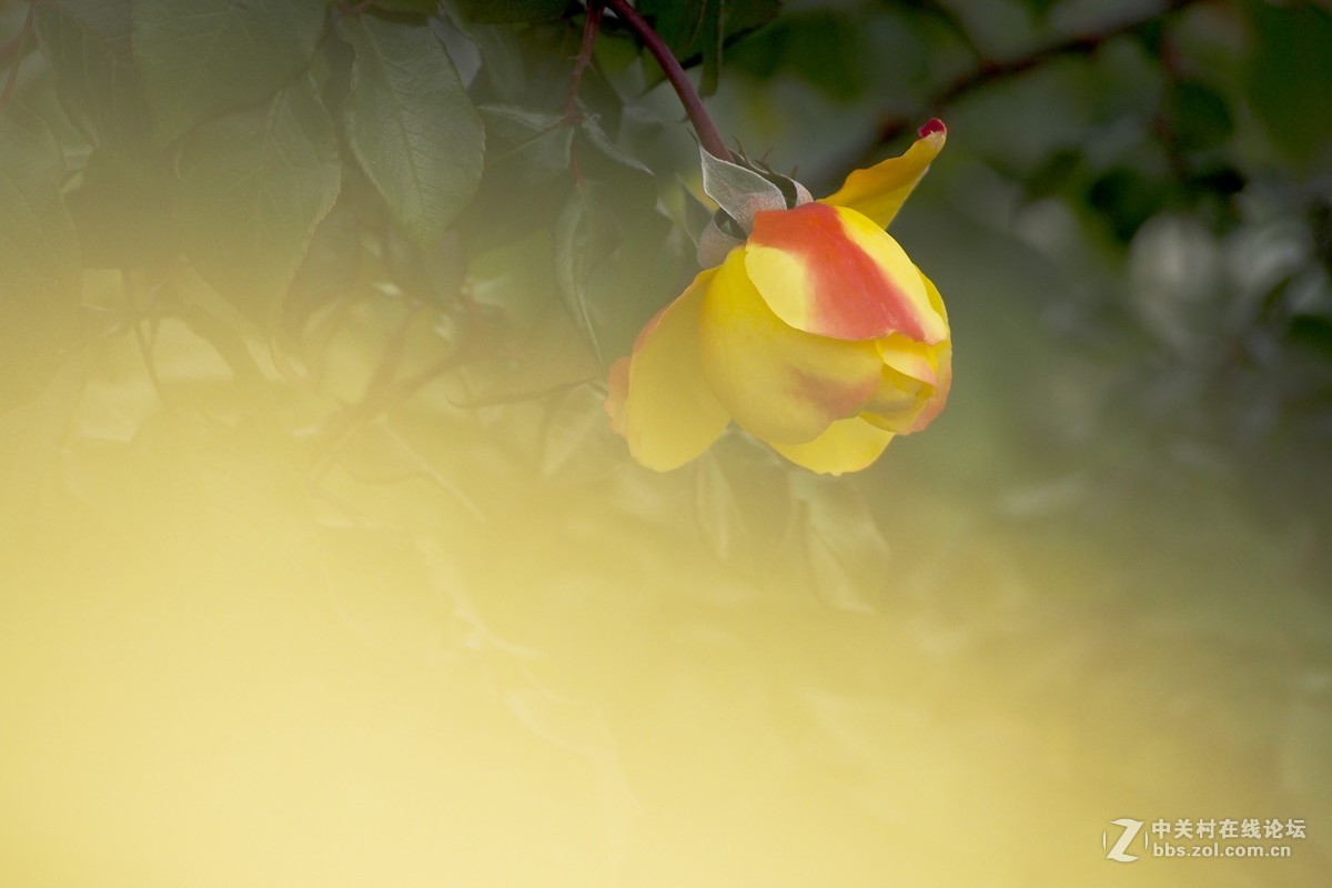 试花520元入手的奥林巴斯40-150mm头。