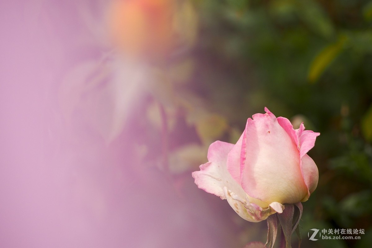 试花520元入手的奥林巴斯40-150mm头。