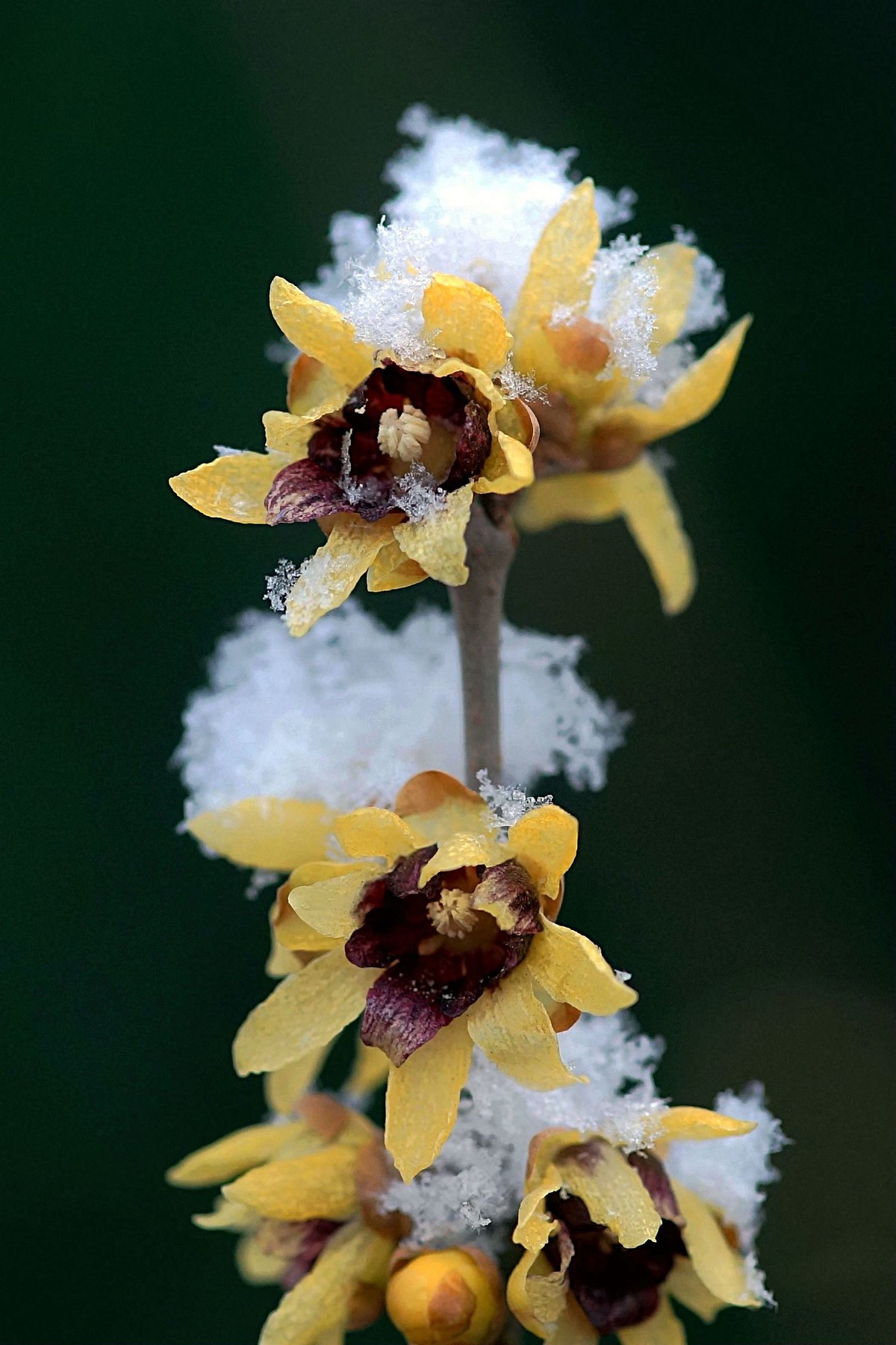梅雪争春花枝俏