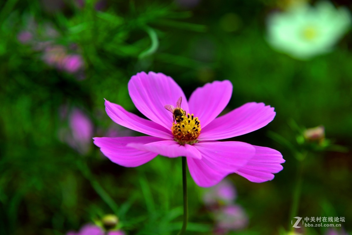 花de蜜甜！