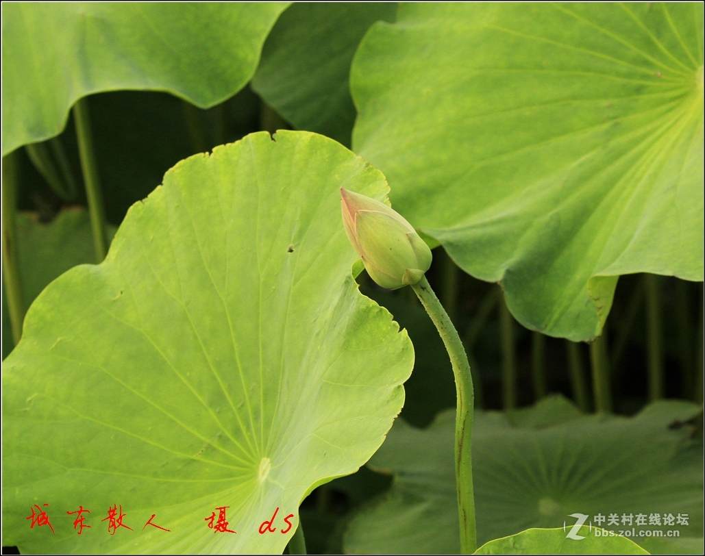 荷塘    夏日   5