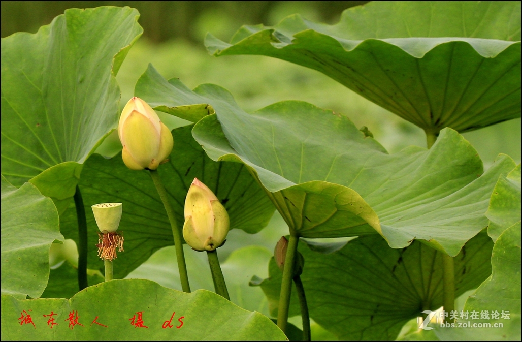 荷塘    夏日   5