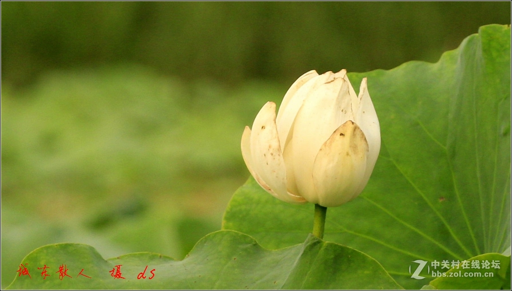 荷塘    夏日   5