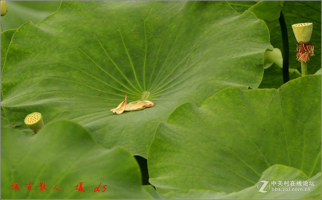 荷塘    夏日   5