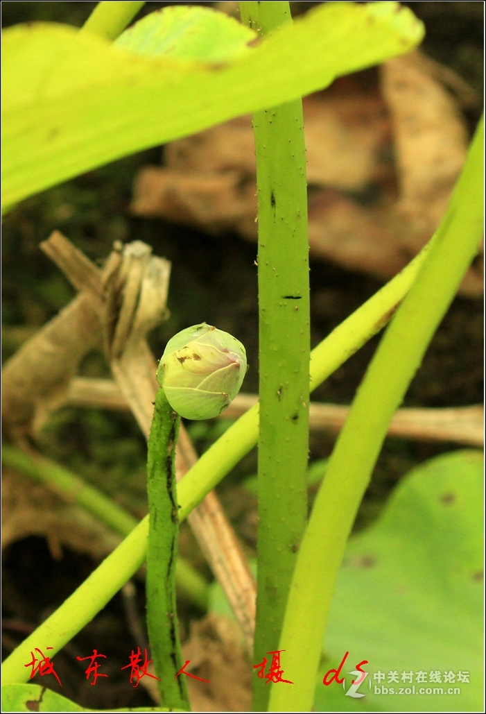 荷塘    夏日   5
