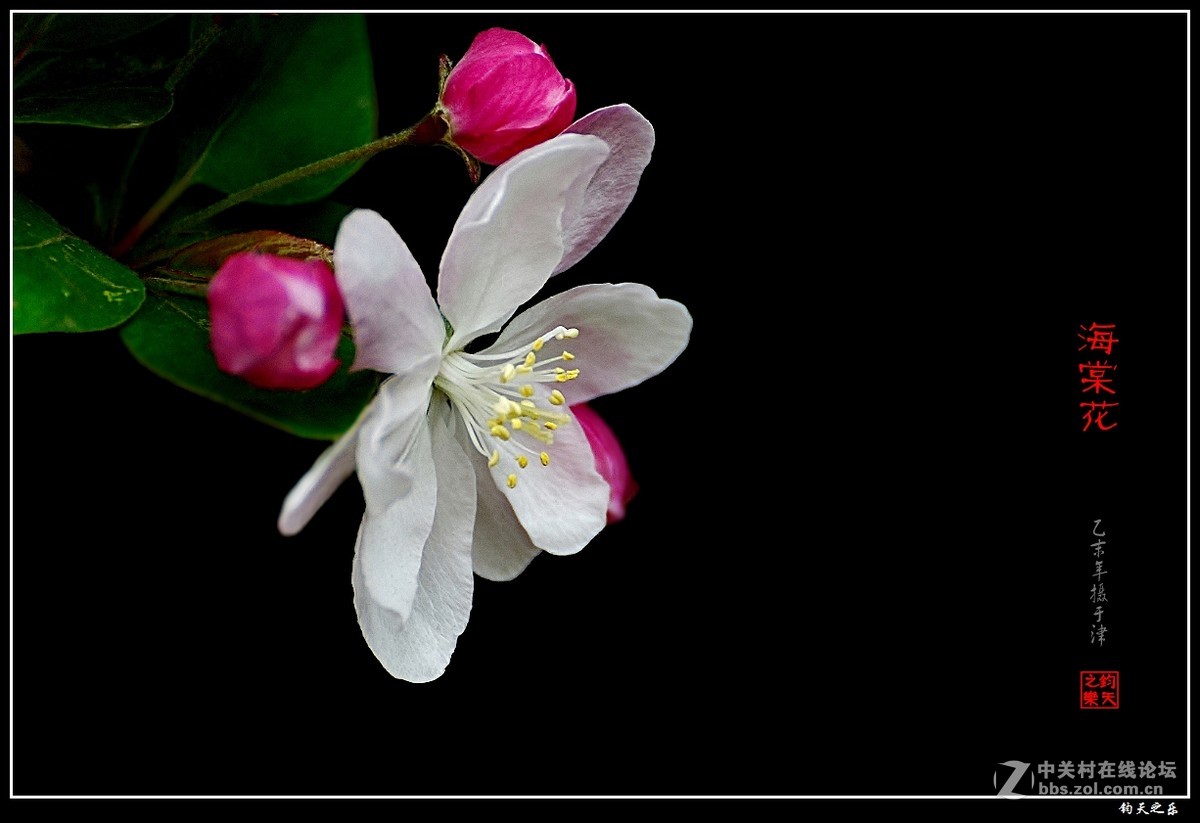 【海棠花】