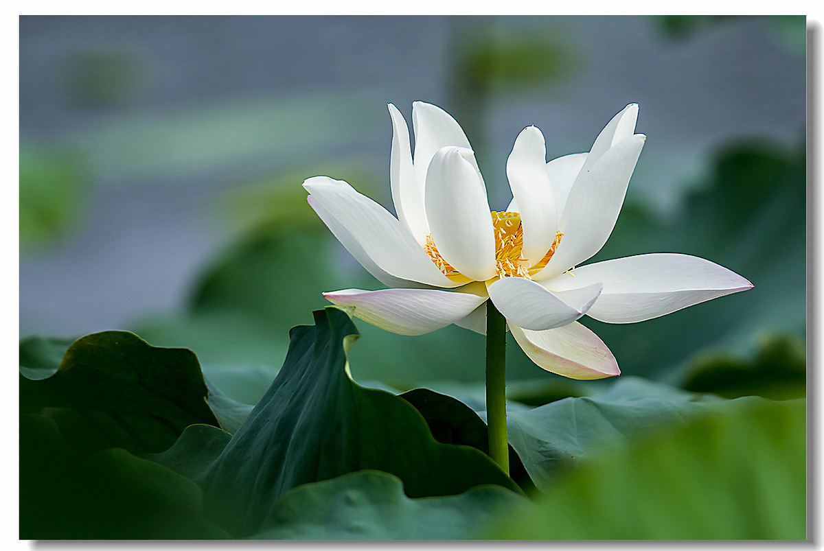 超过 100 张关于“白莲花”和“莲花”的免费图片 - Pixabay