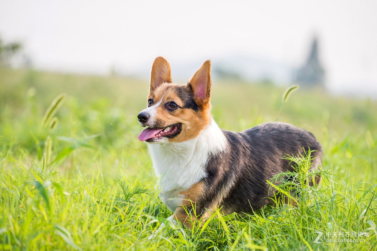 考拉作品柯基犬一组