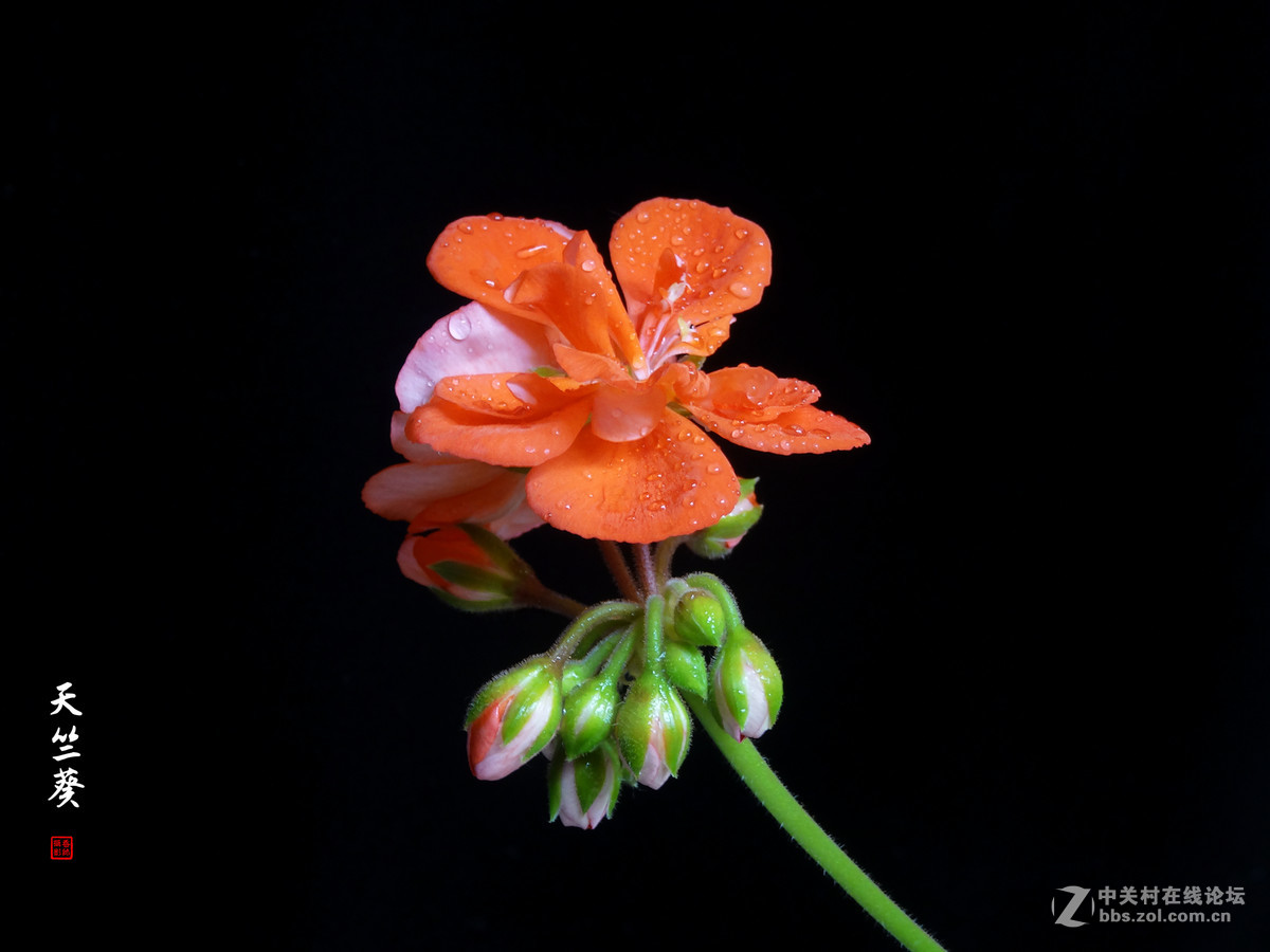 天竺葵——2017.04.16