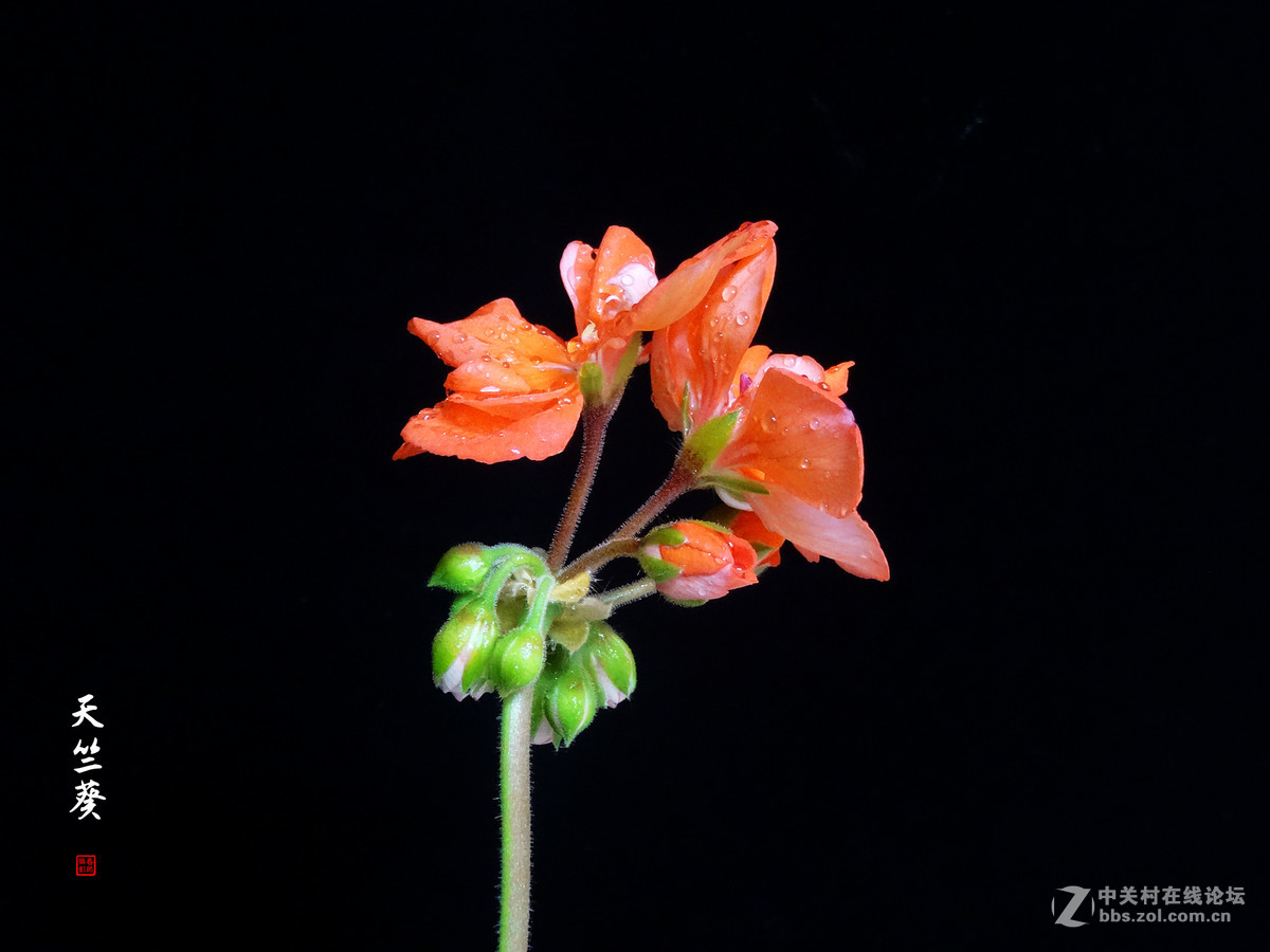 天竺葵——2017.04.16