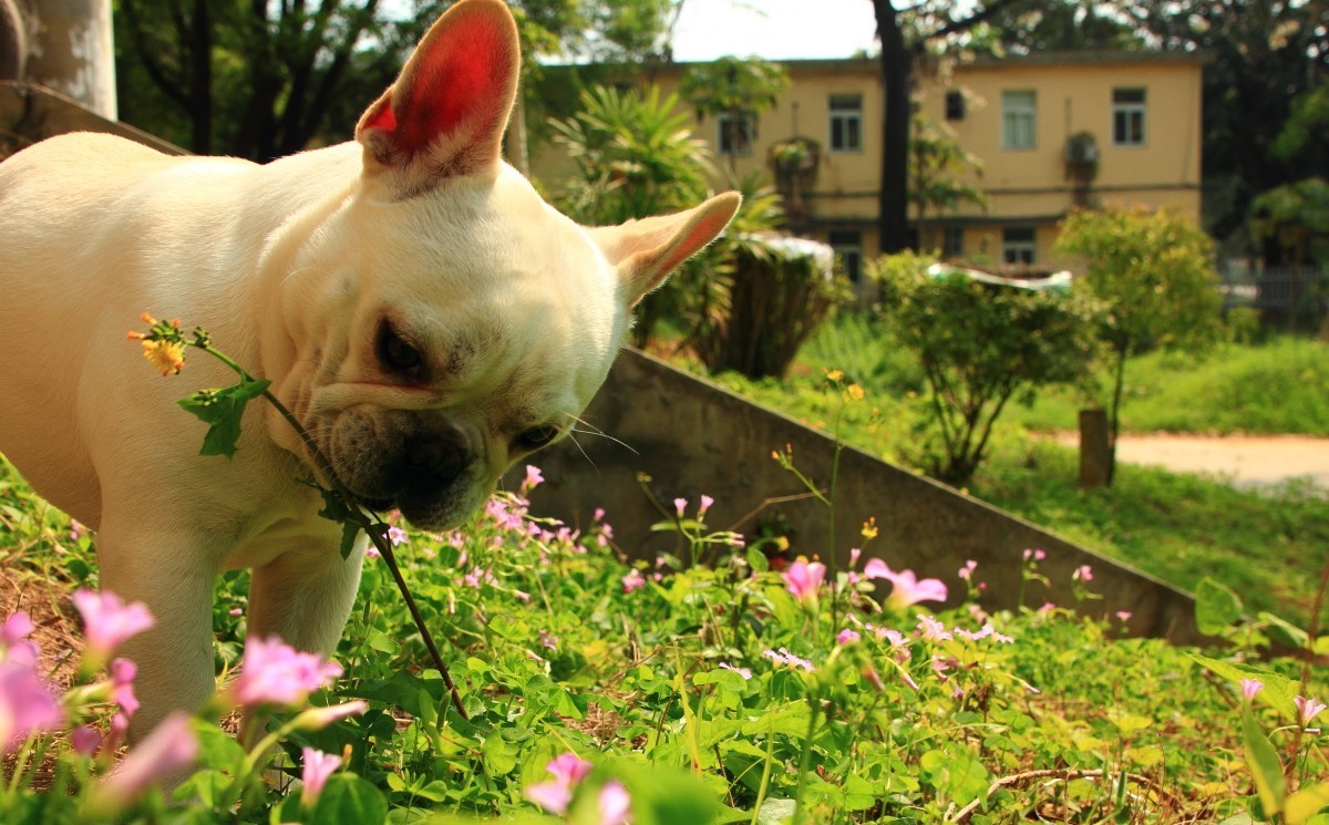 春天狗狗也爱花