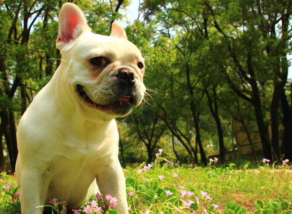 春天狗狗也爱花
