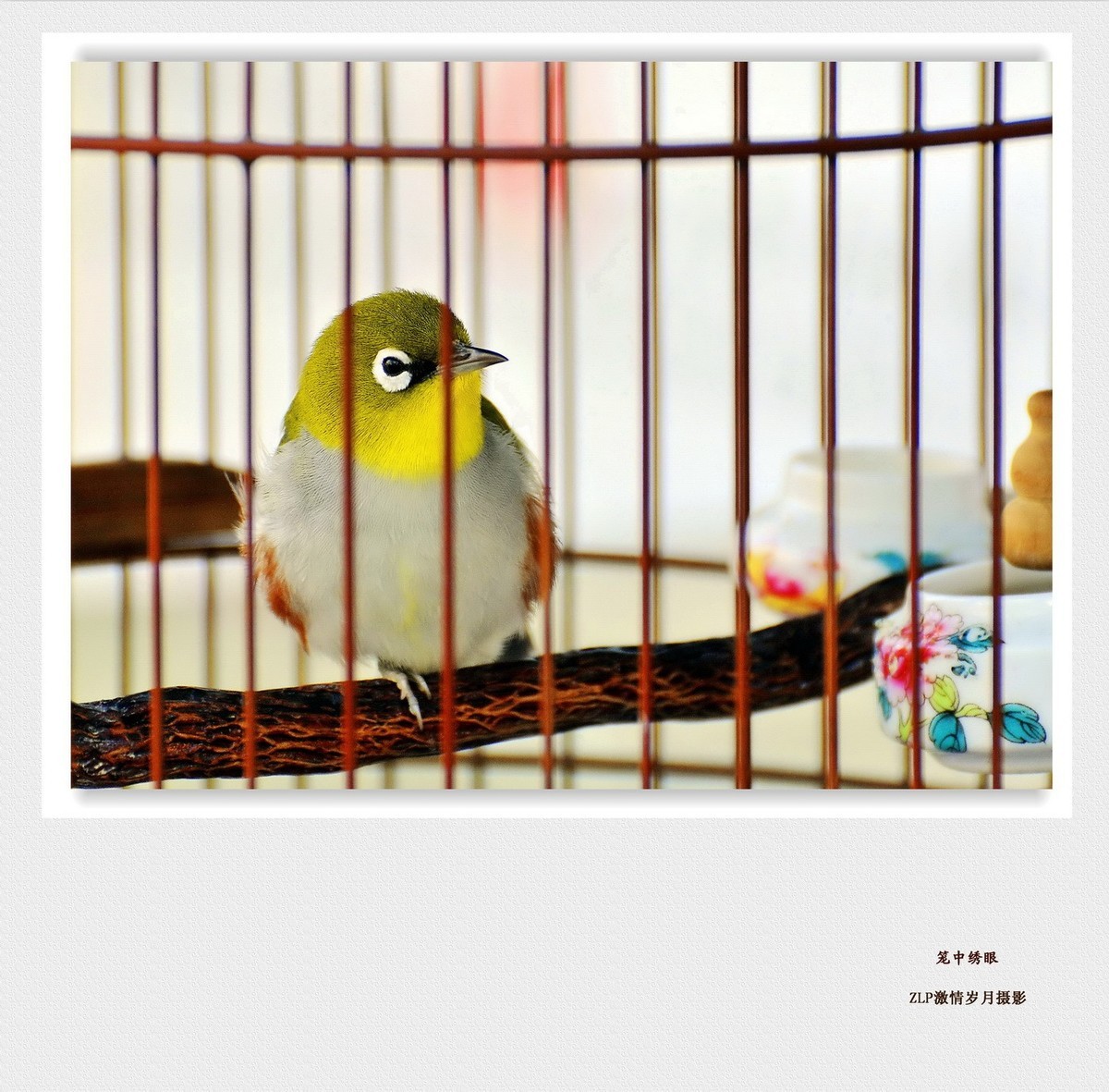笼中小鸟