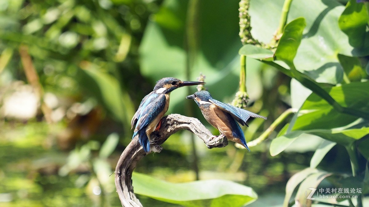 两只小翠寻开心