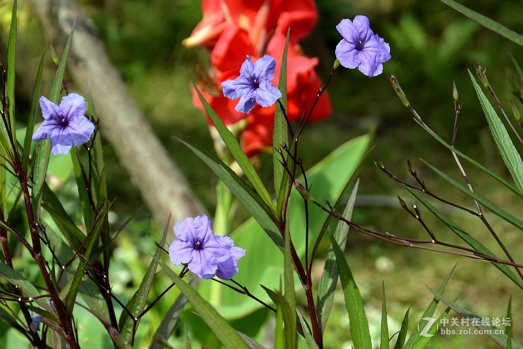 小蘭花