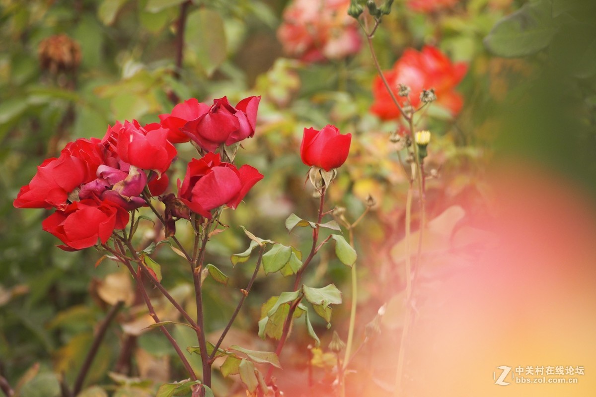 试花520元入手的奥林巴斯40-150mm头。