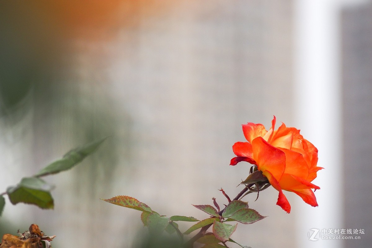 试花520元入手的奥林巴斯40-150mm头。