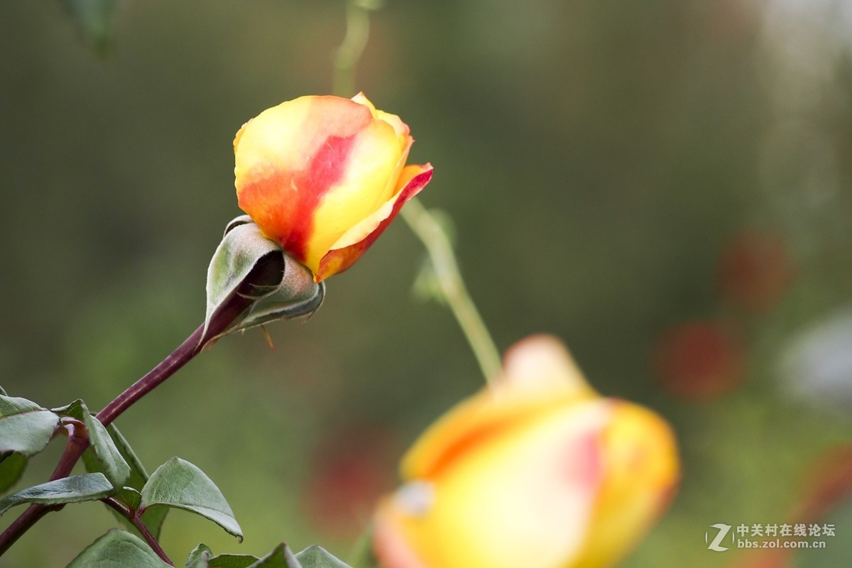 试花520元入手的奥林巴斯40-150mm头。