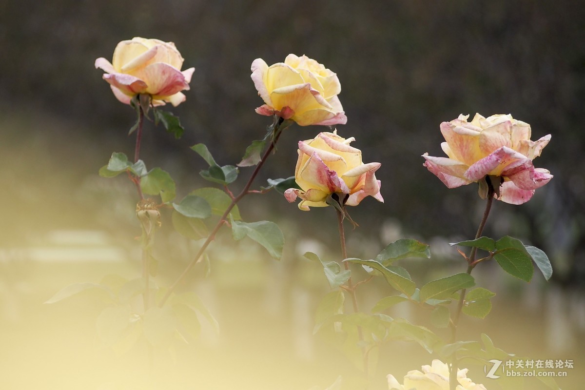 试花520元入手的奥林巴斯40-150mm头。