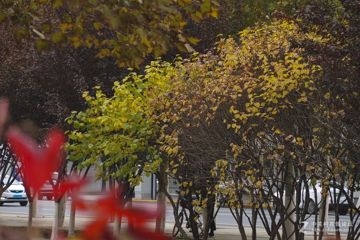 试花520元入手的奥林巴斯40-150mm头。