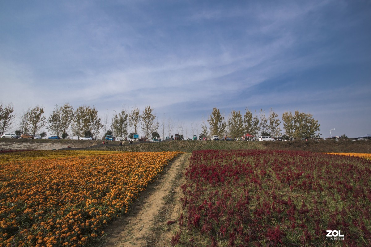 #ZOL月赛晒秋# 银杏湖公园