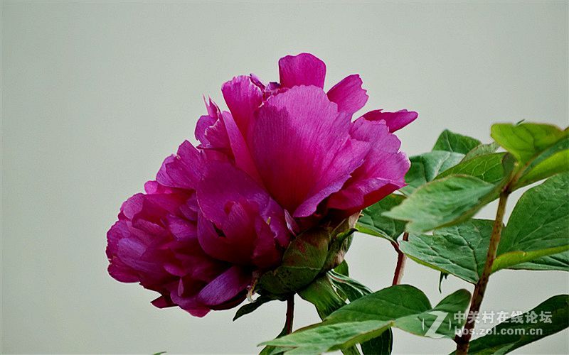 花集2