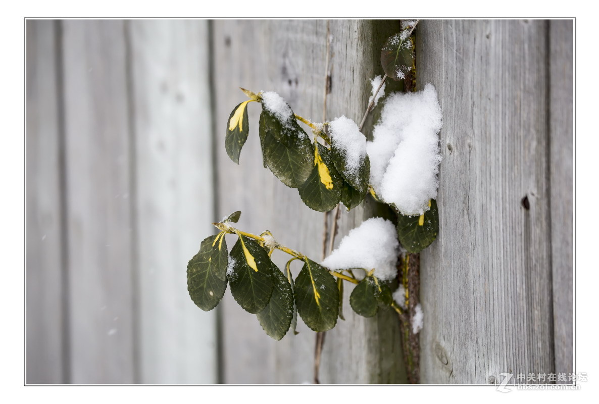 多伦多掠影（5）严冬木草篇1