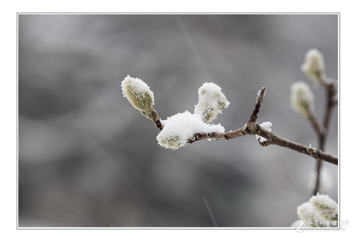 多伦多掠影（5）严冬木草篇1