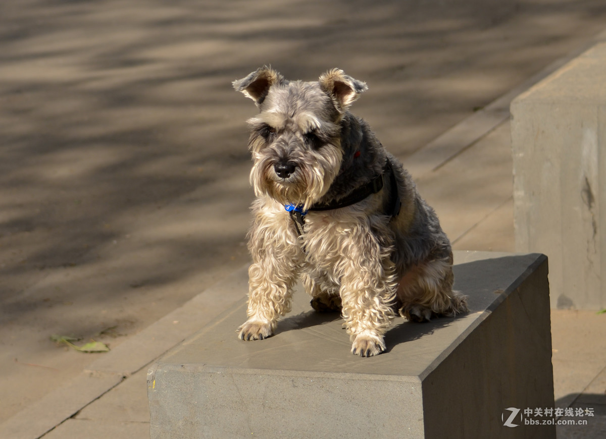 满脸长胡子的狗狗雪纳瑞