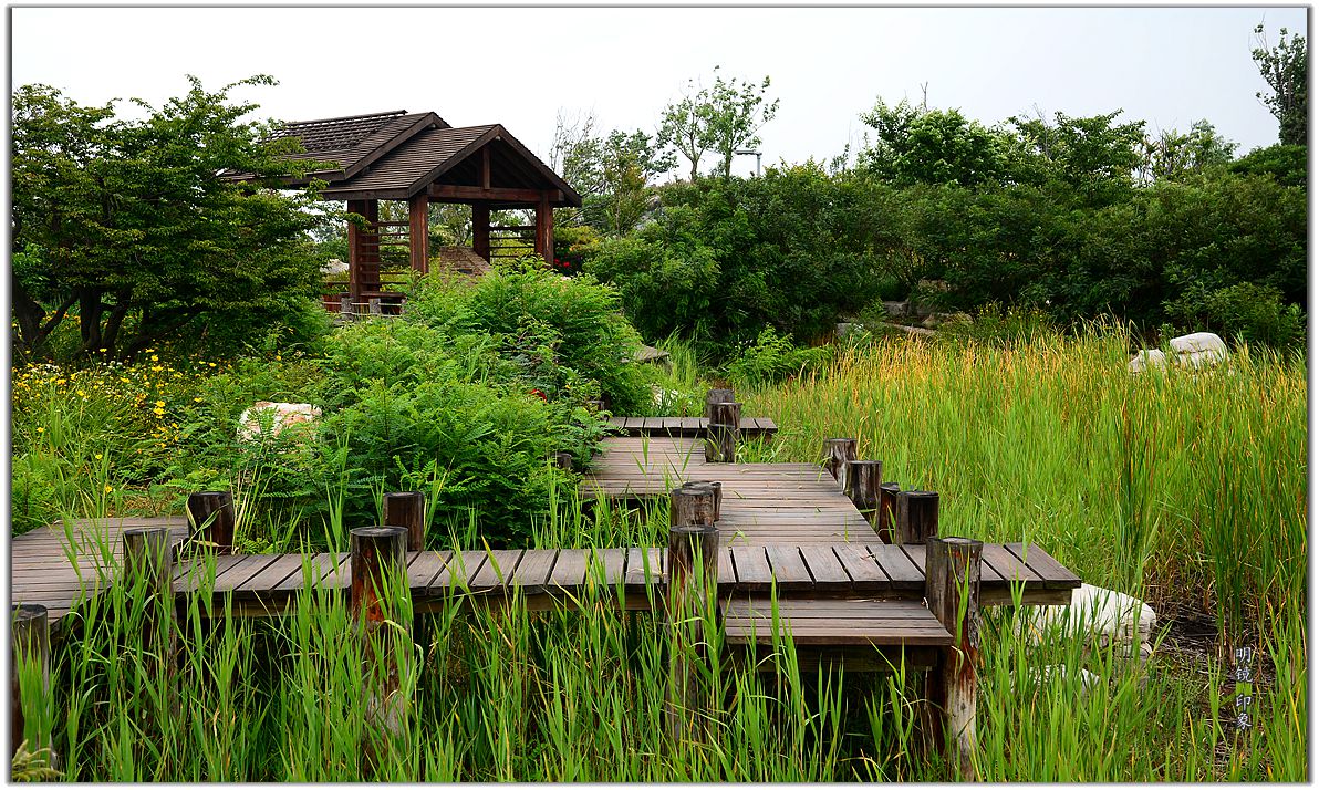 公园走走 拍 盛夏小景。