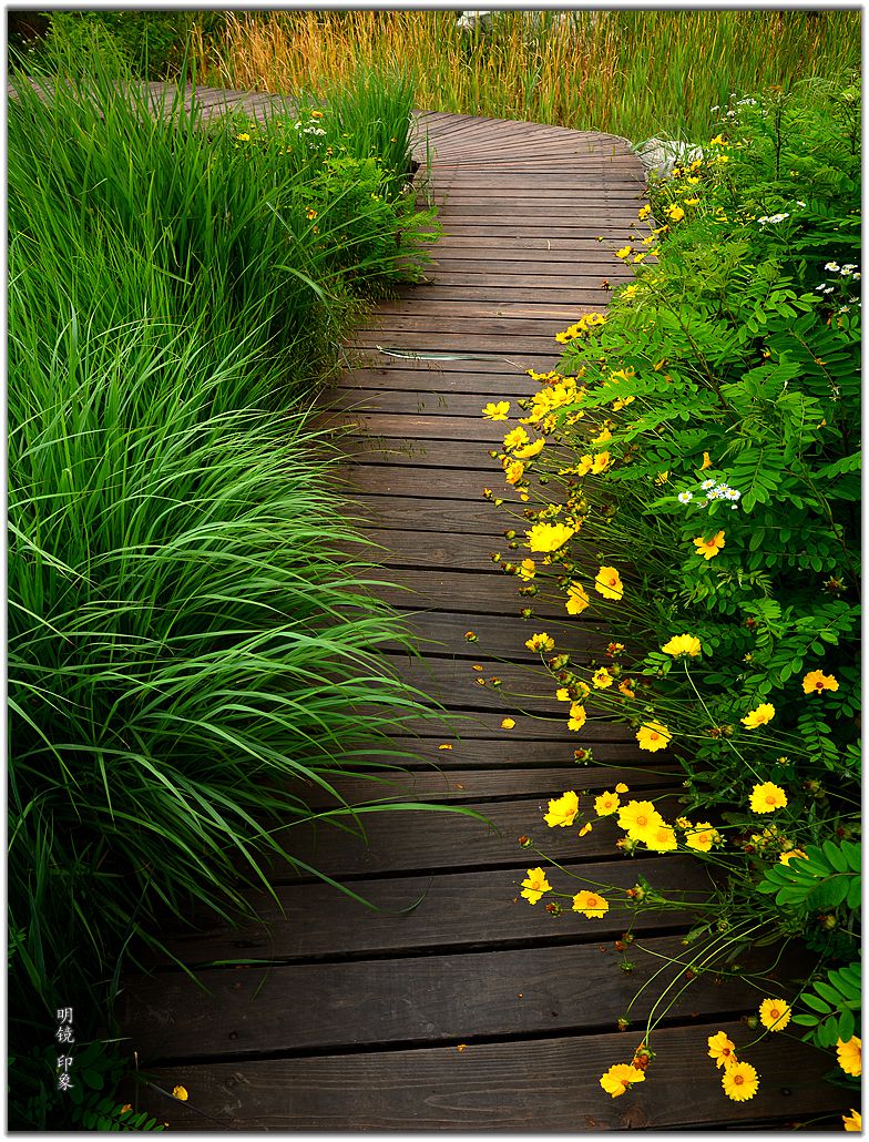 公园走走 拍 盛夏小景。